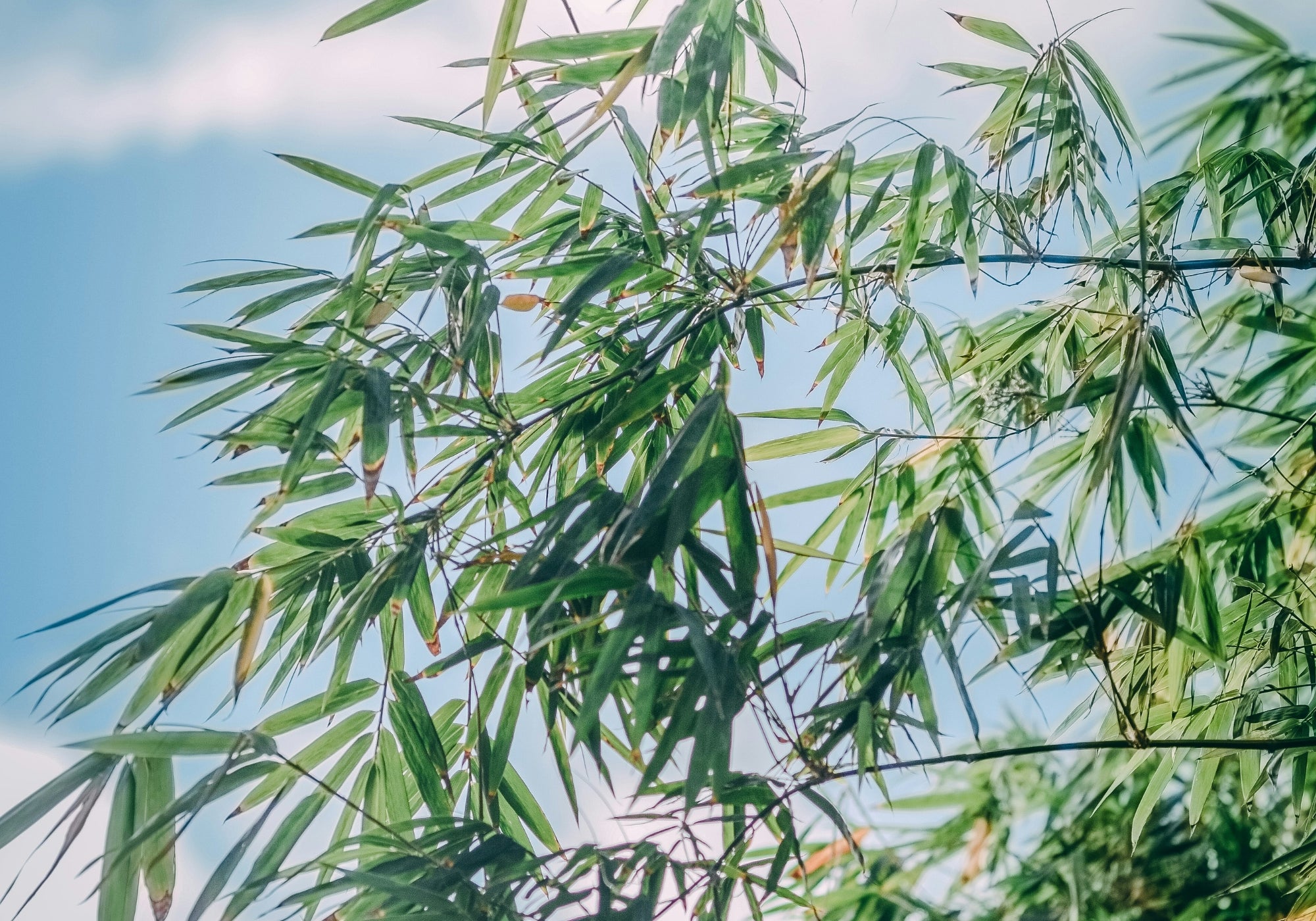 Bamboo Growing Wild in Nature