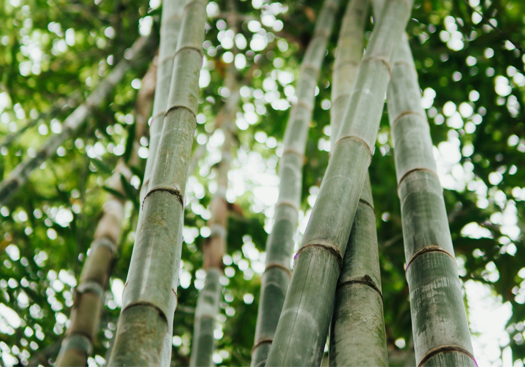 Bamboo plants growing wild in nature